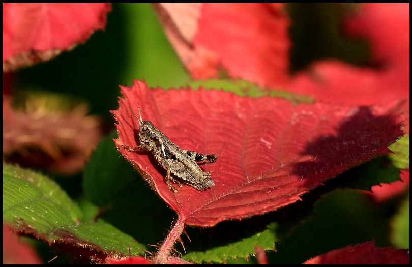 Eupholidoptera sp. e Pezotettix giornae